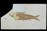 Bargain, Fossil Fish (Knightia) - Wyoming #88589-1